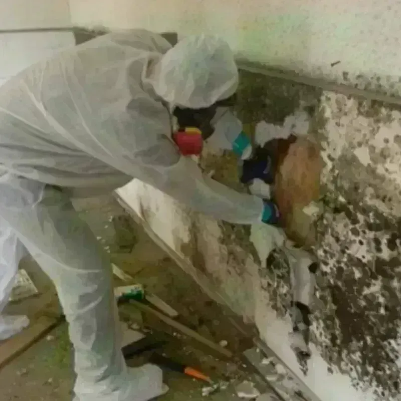 Mold Remediation and Removal in Grimes County, TX